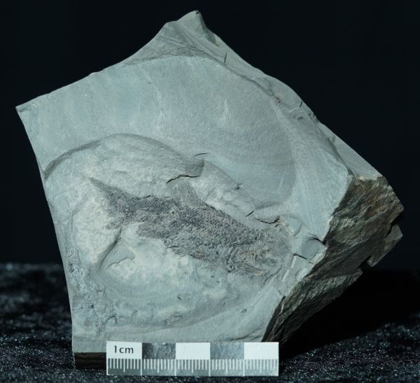 Elonichthys sp. | Rotliegend | Jeckenbach