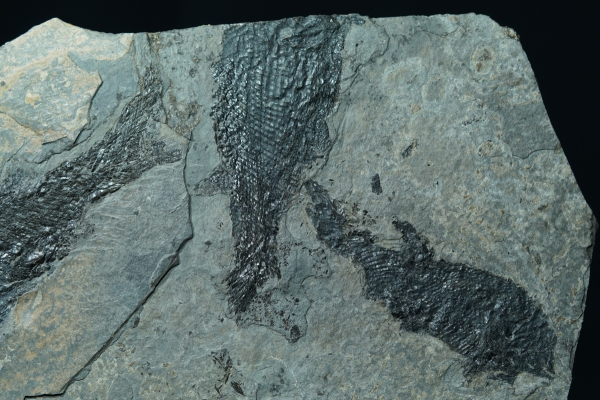 Paramblypterus sp. | Rotliegend | Jeckenbach