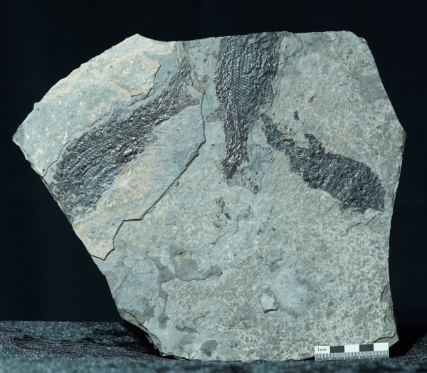 Paramblypterus sp. | Rotliegend | Jeckenbach