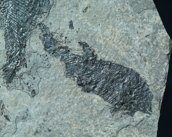 Paramblypterus sp. | Rotliegend | Jeckenbach