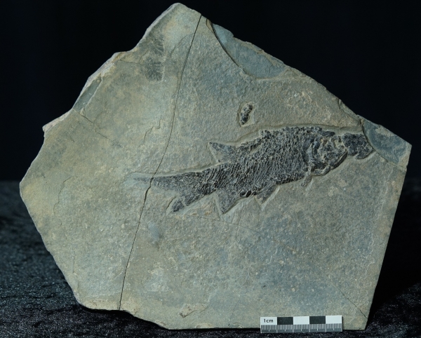Paramblypterus sp. | Rotliegend | Jeckenbach