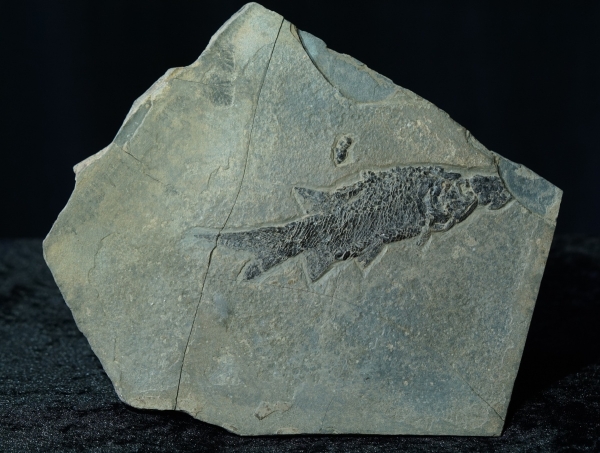 Paramblypterus sp. | Rotliegend | Jeckenbach