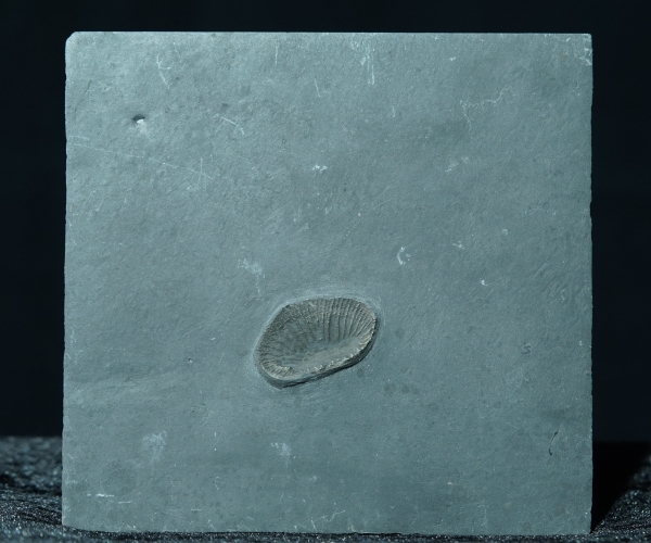 Zaphrentis sp. | Hunsrückschiefer | Bundenbach