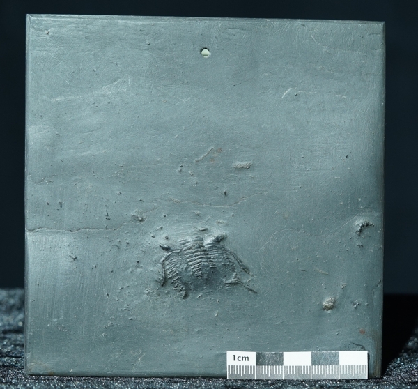 Asteropyge sp. | Hunsrückschiefer | Bundenbach