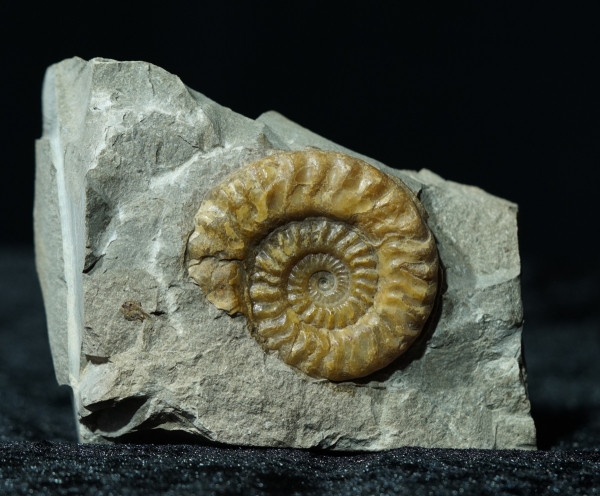 Hildoceras sp. | Toarcium | Altdorf