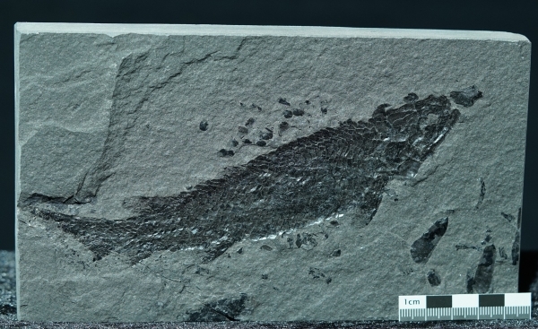 Osteolepis macrolepidotus | Devon | Orkney