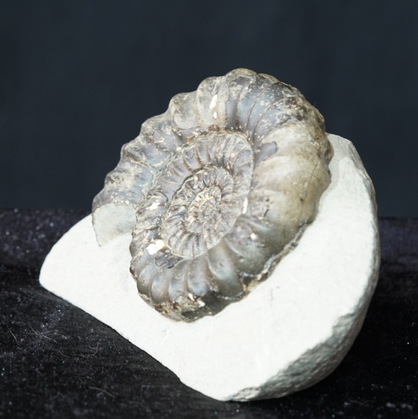 Androgynoceras maculatum | Pliensbachium | Whitby