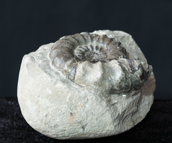 Androgynoceras maculatum | Pliensbachium | Whitby