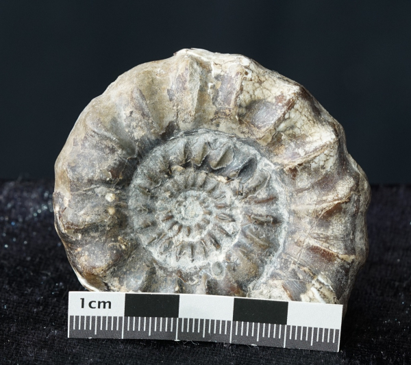 Androgynoceras maculatum | Pliensbachium | Whitby