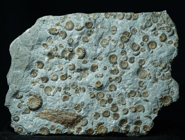 Promicroceras planicosta | Sinemurium | Lyme Regis