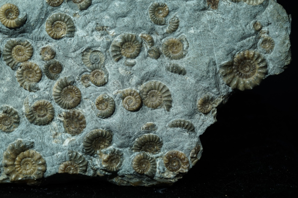 Promicroceras planicosta | Sinemurium | Lyme Regis