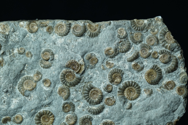 Promicroceras planicosta | Sinemurium | Lyme Regis