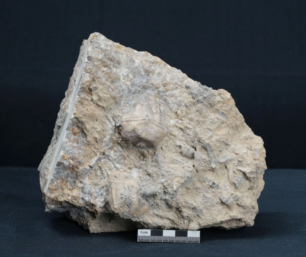 Preview: Cupressocrinites abbreviatus | Mitteldevon | Gerolstein