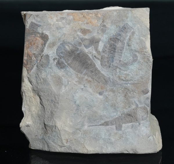 Eurypterus tetragonophthalmus | Silur | Ukraine