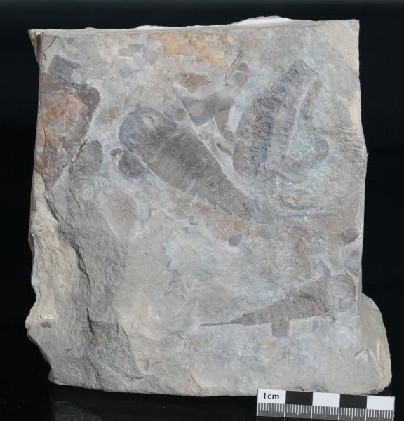 Preview: Eurypterus tetragonophthalmus | Silur | Ukraine