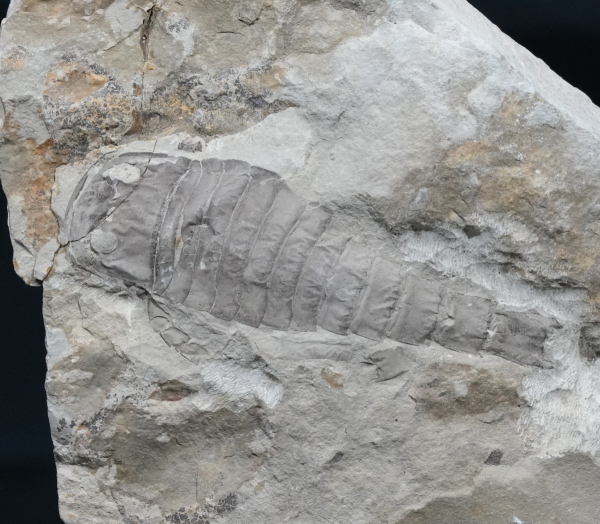 Eurypterus tetragonophthalmus | Silur | Ukraine