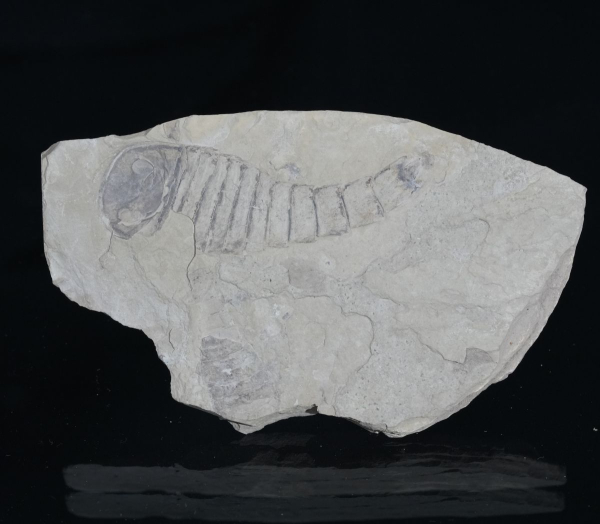 Preview: Eurypterus tetragonophthalmus | Silur | Ukraine