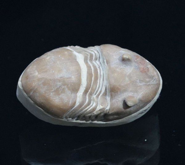 Preview: Homotelus bromidensis | Ordovizium | Oklahoma