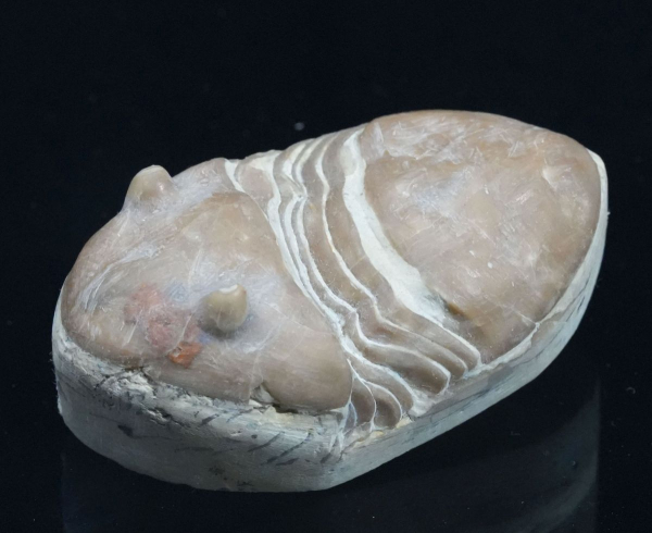 Homotelus bromidensis | Ordovizium | Oklahoma