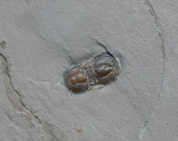 Preview: Pereonopsis sp. | Kambrium | Utah