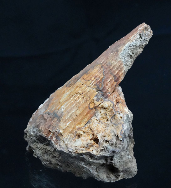 Pinna sp. | Santonium | Recklinghausen