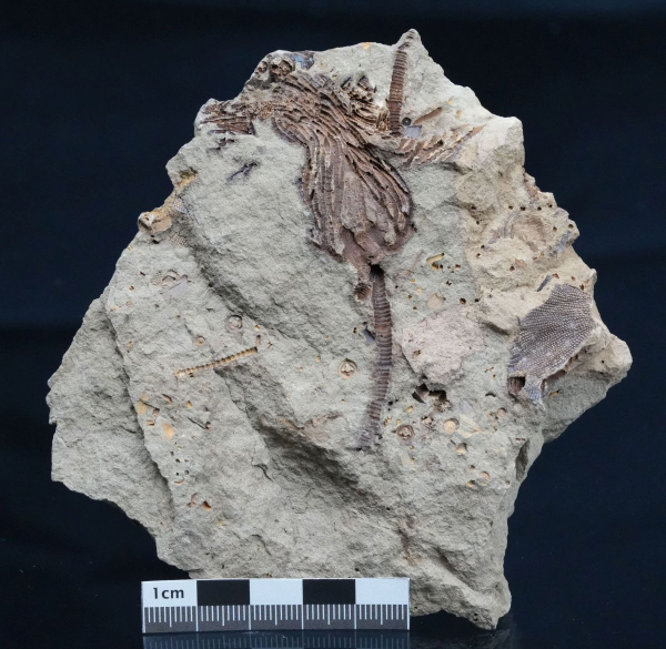 Preview: Lecytocrinus sp. | Devon | Finnentrop