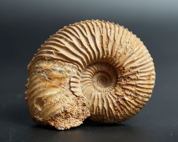 Garantiana depressa | Bathonium | Port-en-Bessin