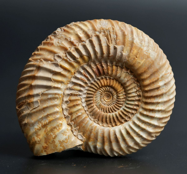 Parkinsonia sp. | Bathonium | Port-en-Bessin