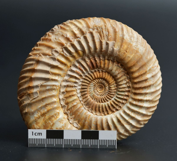 Preview: Parkinsonia sp. | Bathonium | Port-en-Bessin