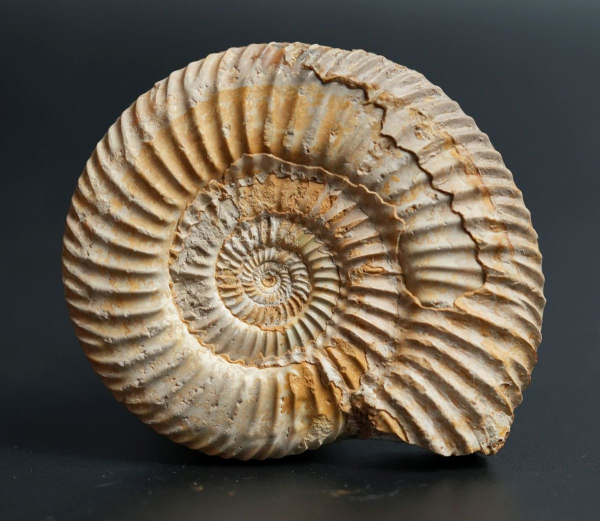 Preview: Parkinsonia sp. | Bathonium | Port-en-Bessin