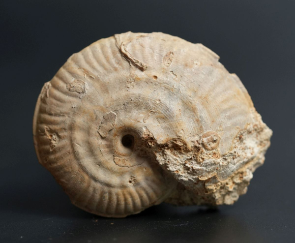 Strigoceras truelli | Bathonium | Port-en-Bessin