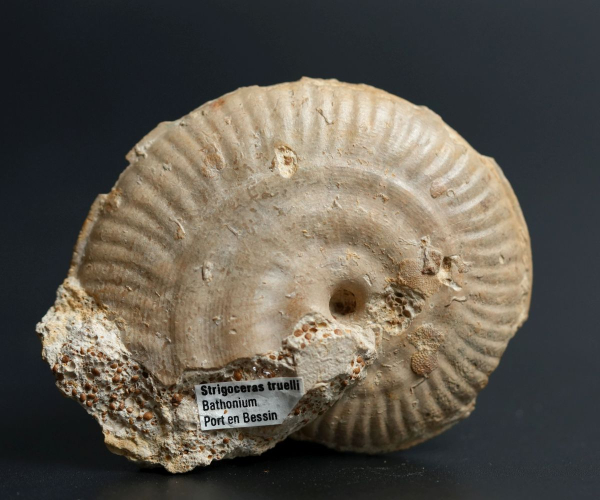 Preview: Strigoceras truelli | Bathonium | Port-en-Bessin