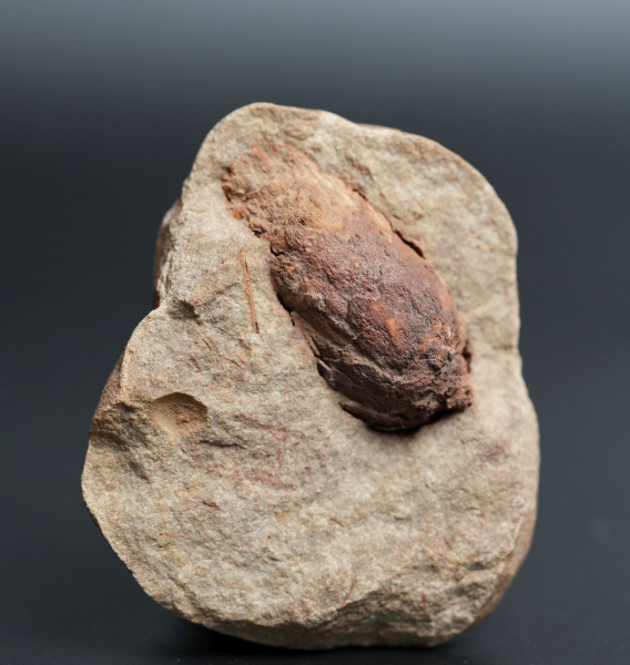 Pinus sp. | Oligozän | Steinhardt