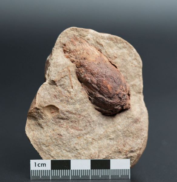 Preview: Pinus sp. | Oligozän | Steinhardt