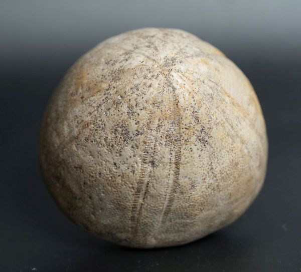 Conoclypus conoideus | Eozän | St. Pankratz