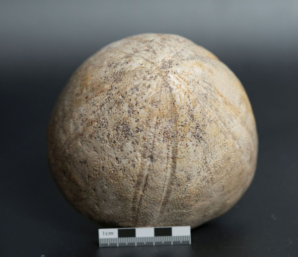 Preview: Conoclypus conoideus | Eozän | St. Pankratz