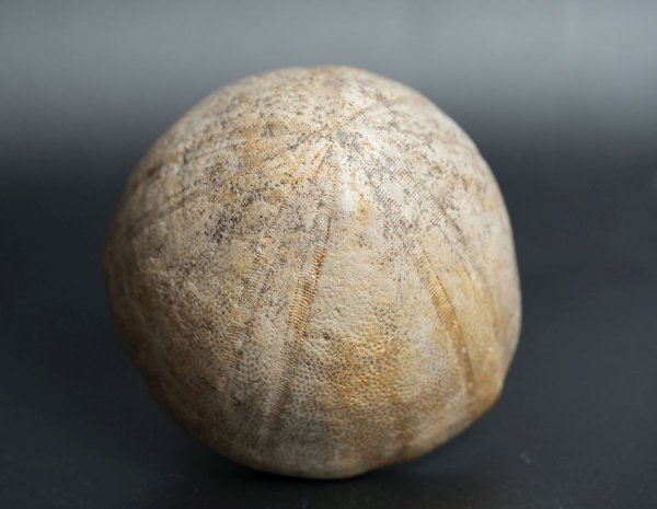 Preview: Conoclypus conoideus | Eozän | St. Pankratz