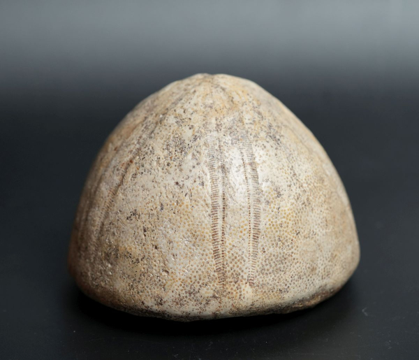 Conoclypus conoideus | Eozän | St. Pankratz