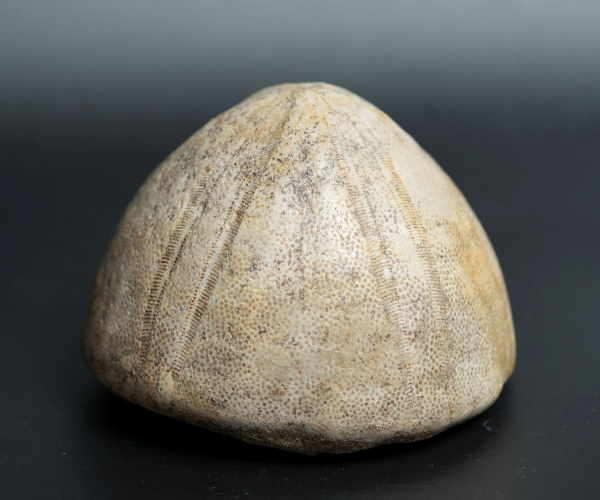 Conoclypus conoideus | Eozän | St. Pankratz