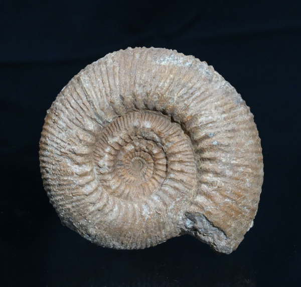 Stephanoceras sp. | Bajocium | Auerbach