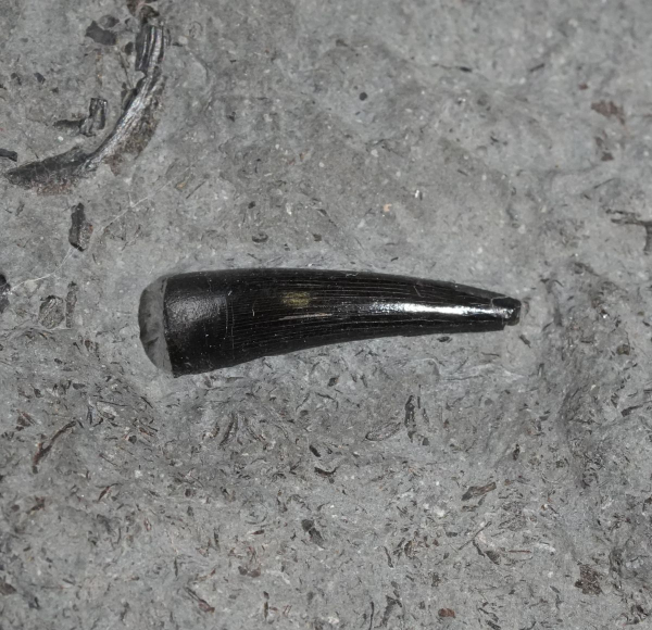 Steneosaurus sp. | Toarcium | Ohmden