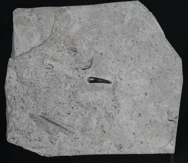 Preview: Steneosaurus sp. | Toarcium | Ohmden