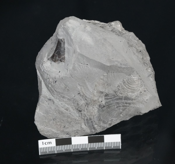 Preview: Temnodontosaurus sp. | Toarcium | Ohmden