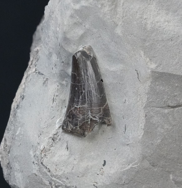 Temnodontosaurus sp. | Toarcium | Ohmden