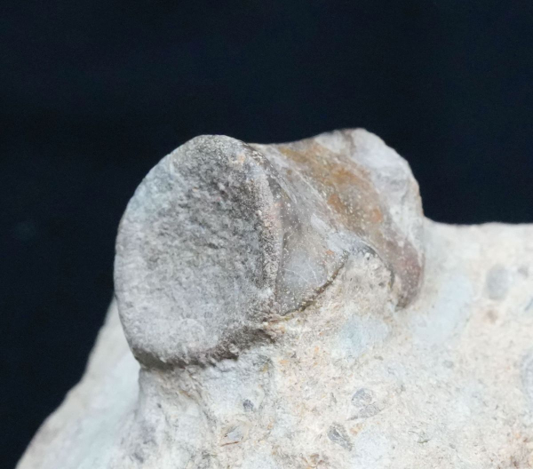 Preview: Nothosaurus sp. | Ladinium | Rems-Murr-Kreis