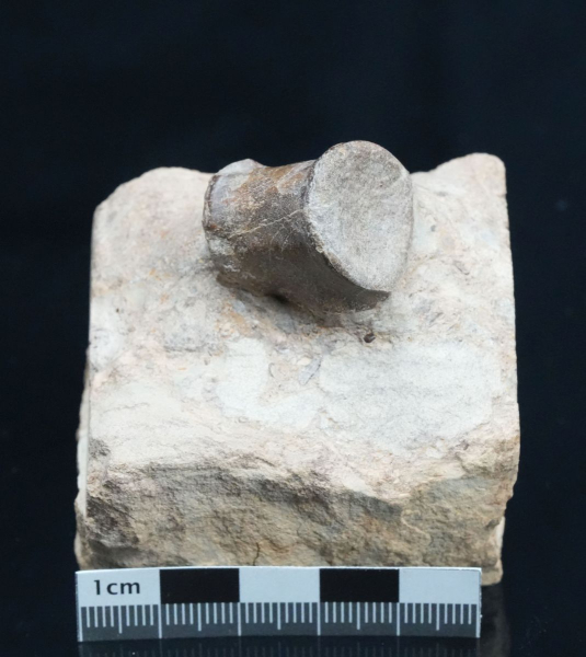 Nothosaurus sp. | Ladinium | Rems-Murr-Kreis