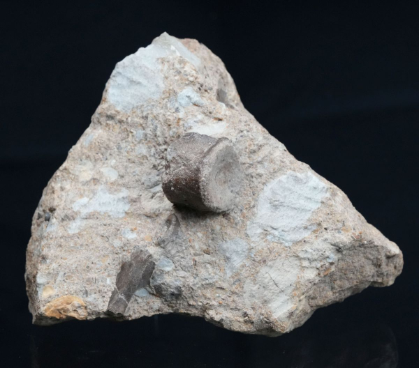 Blezingeria + Nothosaurus | Ladinium | Rems-Murr-Kreis