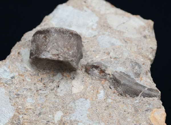 Blezingeria + Nothosaurus | Ladinium | Rems-Murr-Kreis