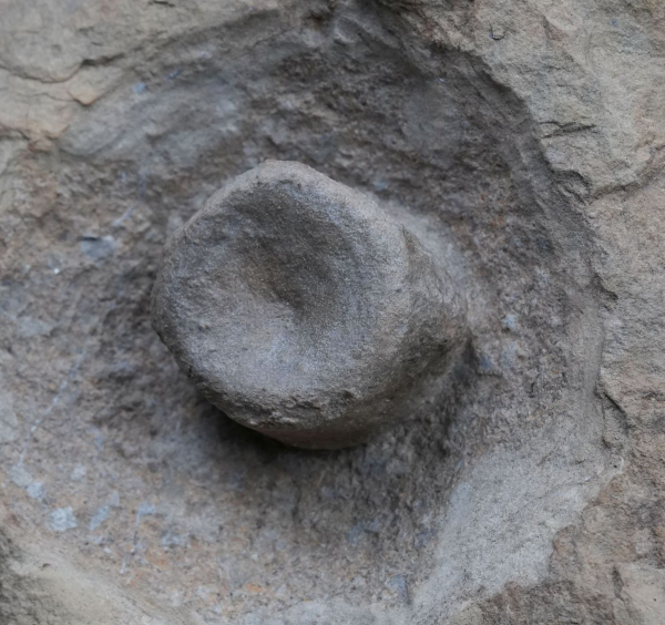 Blezingeria ichthyospondyla | Ladinium | Rems-Murr-Kreis