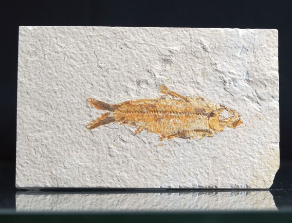 Preview: Knightia sp. | Green River Fm. | Wyoming